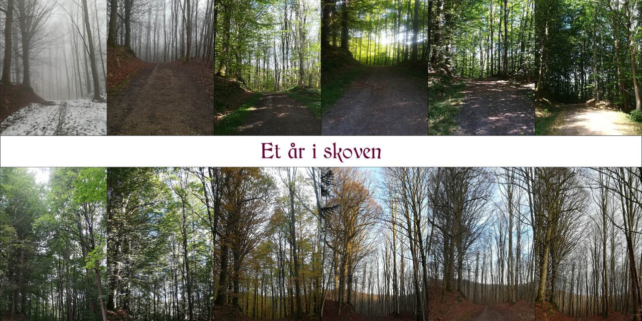 Vandrerens fire årstider i skoven
